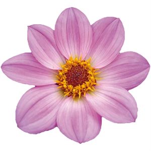 Bild von Ej Dahlia Pink